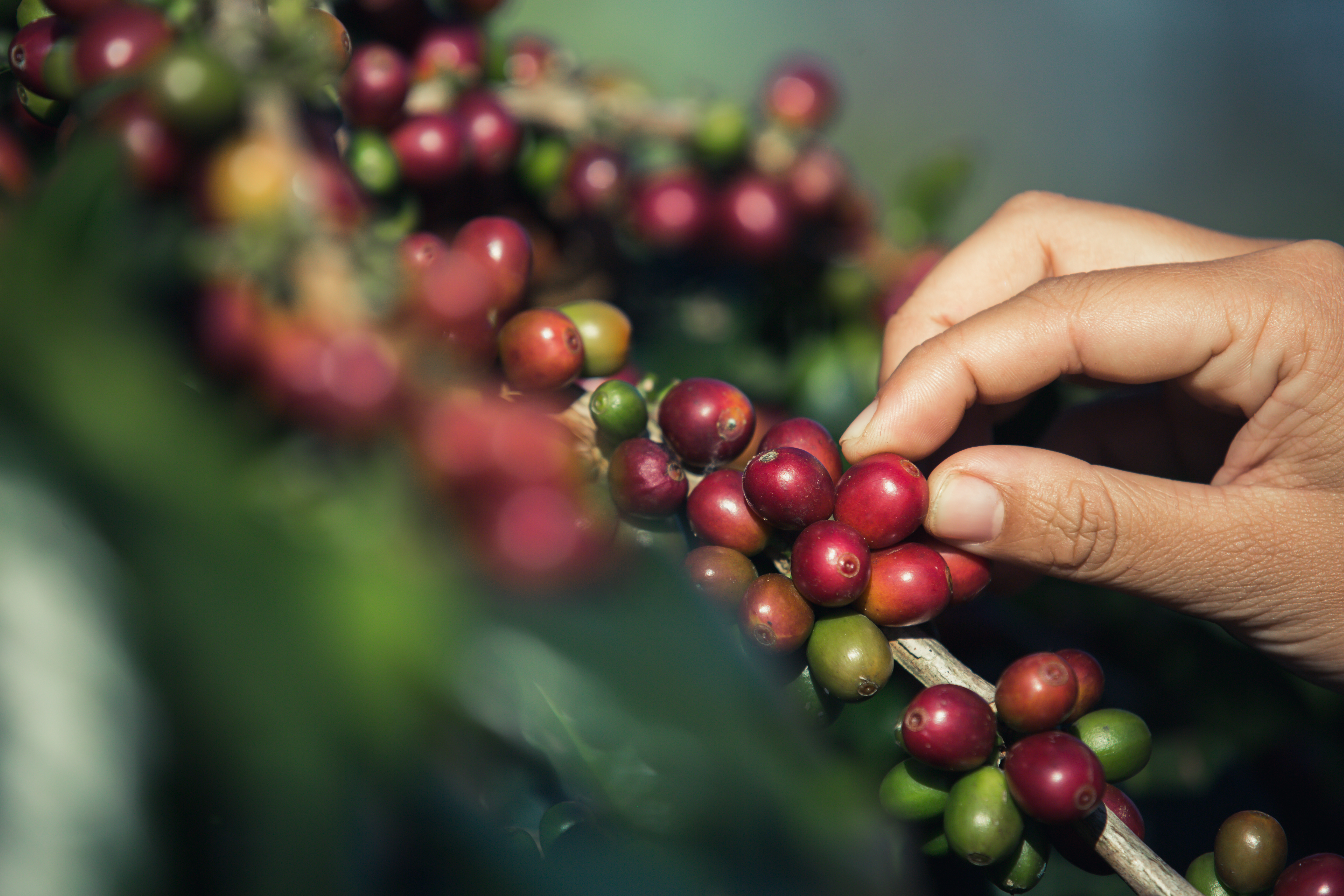 Coffee Berries
